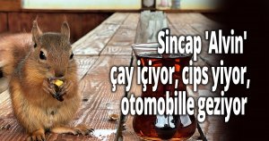  Sincap 'Alvin' çay içiyor, cips yiyor, otomobille geziyor