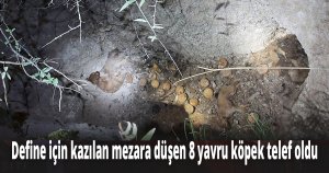 Define için kazılan mezara düşen 8 yavru köpek telef oldu