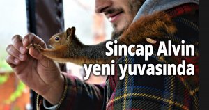 Sincap Alvin yeni yuvasında