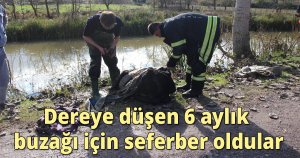 Dereye düşen 6 aylık buzağı için seferber oldular