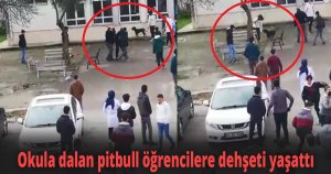 Okula dalan pitbull öğrencilere dehşeti yaşattı