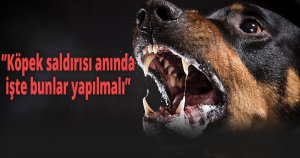 Köpek saldırısı anında işte bunlar yapılmalı