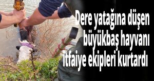 Dere yatağına düşen büyükbaş hayvanı itfaiye ekipleri kurtardı