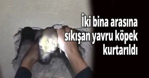 İki bina arasına sıkışan yavru köpek kurtarıldı