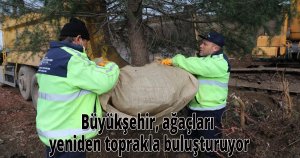 Büyükşehir, ağaçları yeniden toprakla buluşturuyor