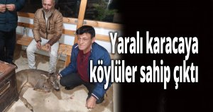 Yaralı karacaya köylüler sahip çıktı