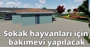 Başiskele'de sokak hayvanları için bakımevi yapılacak