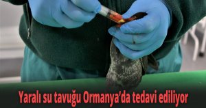 Yaralı su tavuğu Ormanya’da tedavi ediliyor