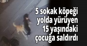 5 sokak köpeği yolda yürüyen 15 yaşındaki çocuğa saldırdı