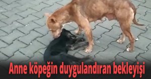 Ölen yavrusunun başından ayrılmadı