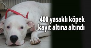 Kocaeli'de 400 yasaklı köpek kayıt altına altındı