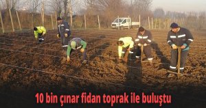 10 bin çınar fidan toprak ile buluştu