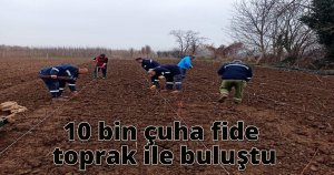 10 bin çuha fide toprak ile buluştu
