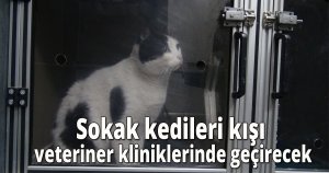 Sokak kedileri kışı veteriner kliniklerinde geçirecek