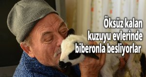 Öksüz kalan kuzuyu evlerinde biberonla besliyorlar