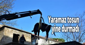 Yaramaz tosun yine durmadı