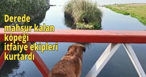 Derede mahsur kalan köpeği itfaiye ekipleri kurtardı