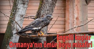  Engelli kuşlar Ormanya’nın ömür boyu misafiri
