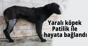 Yaralı köpek Patilik ile hayata bağlandı