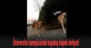 Üniversite kampüsünde başıboş köpek dehşeti