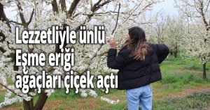 Lezzetliyle ünlü Eşme eriği ağaçları çiçek açtı