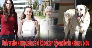Üniversite kampüsündeki köpekler öğrencilerin kabusu oldu