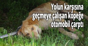 Yolun karşısına geçmeye çalışan köpeğe otomobil çarptı