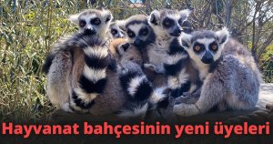 Tüm aile, yavruları ısıtmak ve korumak için iç içe sokulup saatlerce öyle kalıyor