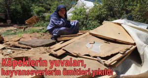 Köpeklerin yuvaları, hayvanseverlerin ümitleri yıkıldı