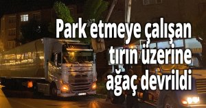 Park etmeye çalışan tırın üzerine ağaç devrildi