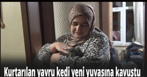 Kurtarılan yavru kedi yeni yuvasına kavuştu