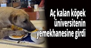 Aç kalan köpek üniversitenin yemekhanesine girdi