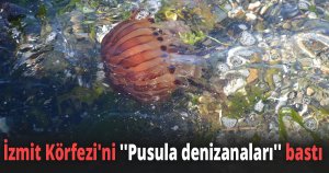 İzmit Körfezi'ni ''Pusula denizanaları'' bastı