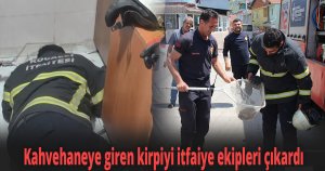 Kahvehaneye giren kirpiyi itfaiye ekipleri çıkardı