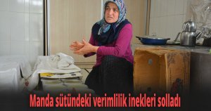 Manda sütündeki verimlilik inekleri solladı