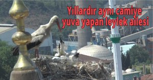 Yıllardır aynı camiye yuva yapan leylek ailesi