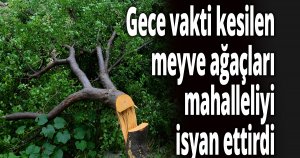 Gece vakti kesilen meyve ağaçları mahalleliyi isyan ettirdi