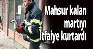 Mahsur kalan martıyı itfaiye kurtardı