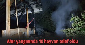 Ahır yangınında 10 hayvan telef oldu