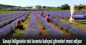Hayranlıkla baktığı lavantalar onu girişimci yaptı