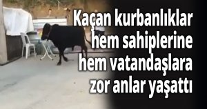 Kaçan kurbanlıklar hem sahiplerine hem vatandaşlara zor anlar yaşattı