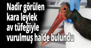 Nadir görülen kara leylek, av tüfeğiyle vurulmuş halde bulundu