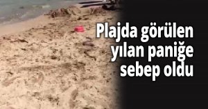Plajda görülen yılan paniğe sebep oldu