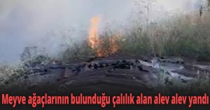 Meyve ağaçlarının bulunduğu çalılık alan alev alev yandı