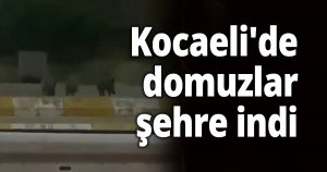 Kocaeli'de domuzlar şehre indi