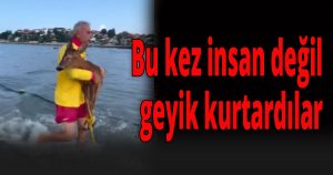 Bu kez insan değil geyik kurtardılar