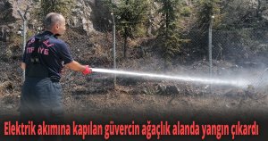 Elektrik akımına kapılan güvercin ağaçlık alanda yangın çıkardı