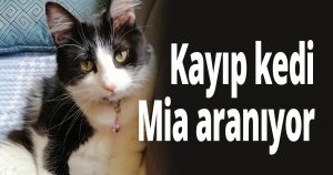 Kayıp kedi Mia aranıyor