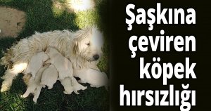 Şaşkına çeviren köpek hırsızlığı