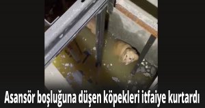 Asansör boşluğuna düşen köpekleri itfaiye kurtardı